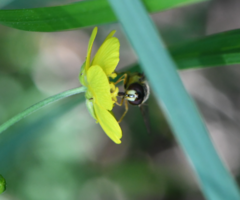 Dasysyrphus neovenustus