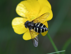 Dasysyrphus neovenustus