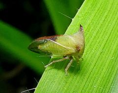 Ceresa ustulata