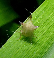 Ceresa ustulata
