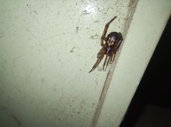 Steatoda