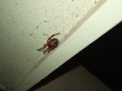 Steatoda