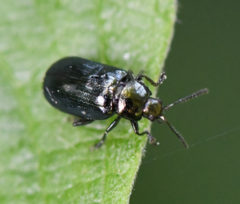 Phratora vulgatissima