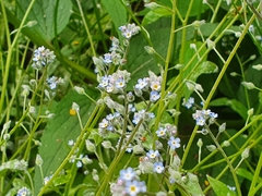 Myosotis