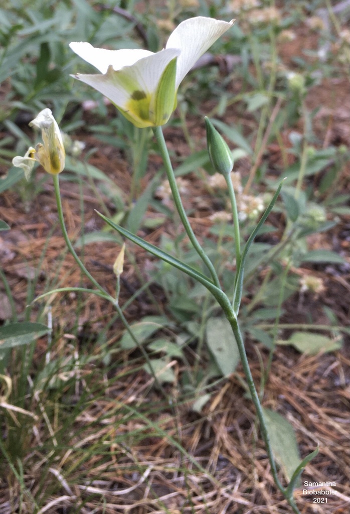 Leichtlin's Mariposa Lily