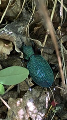 Carabus scabrosus tauricus