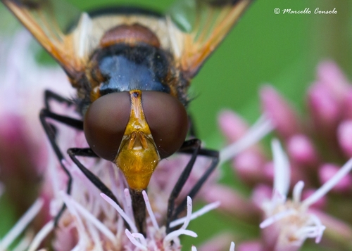 Kamaniškoji žiedmusė nuotrauka