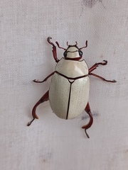 Macropoides crassipes