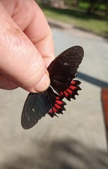 Parides erithalion