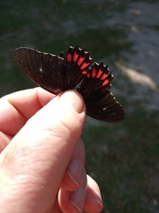 Parides erithalion