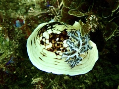 Aphelodoris varia