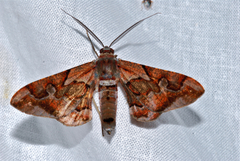 Hypochrosis binexata