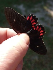 Parides erithalion