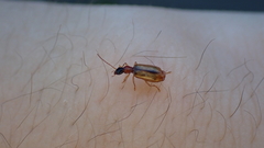 Dromiusina