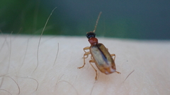 Dromiusina