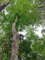 Calycophyllum candidissimum