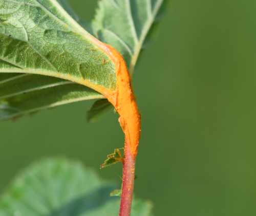meadowsweet rust
