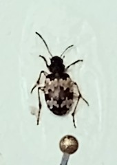 Tetragonoderus