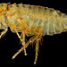Northern Rat Flea - Photo (c) licensed media from BioImages DwCA without owner, some rights reserved (CC BY-NC-SA)