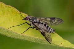 Athericidae