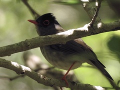Catharus mexicanus