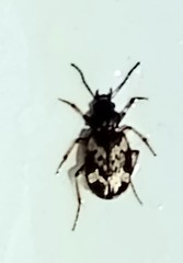 Tetragonoderus