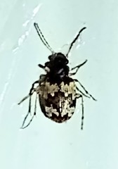 Tetragonoderus