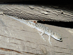 Altiphylax stoliczkai