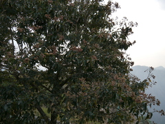 Terminalia paniculata