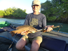 Lutjanus argentimaculatus