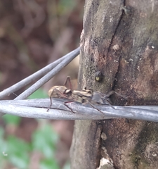 Neoponera villosa