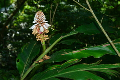 Alpinia shimadae
