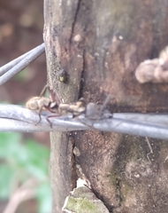 Neoponera villosa