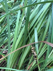 Carex atherodes