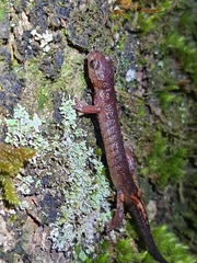 Image of Bolitoglossa kaqchikelorum