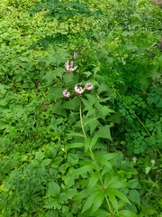 Lilium martagon
