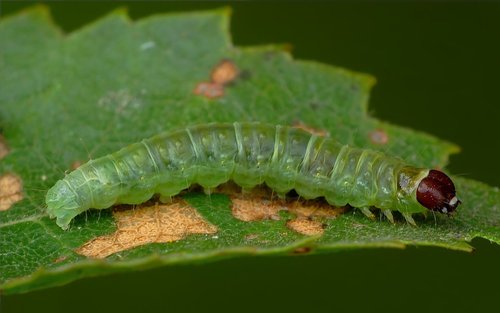 Ferruginous Eulia Moth