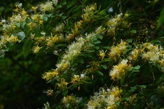 Lonicera hypoglauca