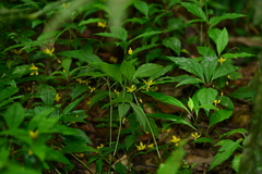 Lysimachia ardisioides