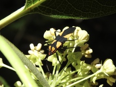 Oncopeltus varicolor varicolor