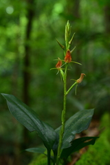 Cryptostylis arachnites