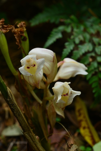 Acanthephippium striatum iNat (3)