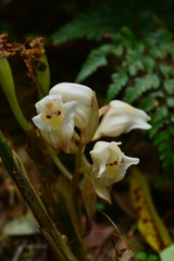 Acanthophippium striatum