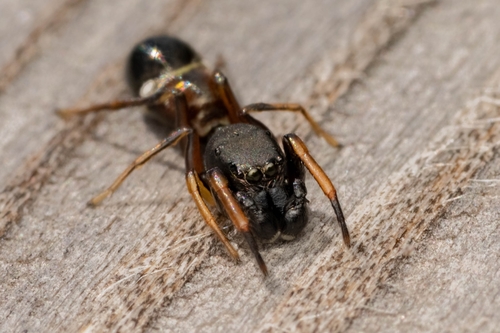 Leptorchestes berolinensis