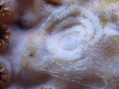 Aeolidiopsis ransoni