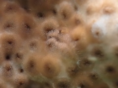 Aeolidiopsis ransoni