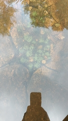 Eriocaulon aquaticum