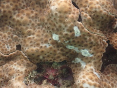 Aeolidiopsis ransoni