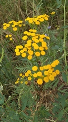 Tanacetum vulgare