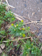 Matricaria discoidea